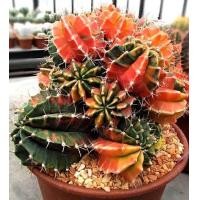 ราคา 30 เมล็ด ยิมโนด่าง Gymnocalycium mihanovichii variegata เมล็ดกระบองเพชร แคคตัส Cactus (7983436835)