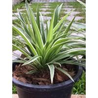 ราคา เศรษฐีเรือนใน Spider Plant (22834342932)