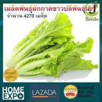 ราคา ผักกาดขาวปลี จำนวน 4270 เมล็ด พันธุ์เบา ปลูกง่าย โตเร็ว By JenSeed ผักกาดขาว เมล็ดพันธุ์ เมล็ดพันธุ์ผัก เมล็ดพันธุ์พืช ผักสวนครัว (1742416838)