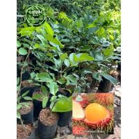 ราคา ต้นเงาะสีทอง แท้ 100 ต้นติดตา เสียหายเคลมฟรี (20105782552)