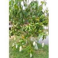 ราคา ขายกิ่งพันธุ์มะม่วงแก้วขมิ้นเสียบยอด 1ถุงดำต้นสวยๆพร้อมส่ง ราคาถูกระหว่างขนส่งสินค้าเสียหายเคลมฟรีค่ะ (22805561175)