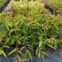 ราคา ต้นมันปู ขนาดต้น 50 70ซม ยอดกินสด ลวกก็ได้ รสชาติ ฝาด มัน ไม้ทานใบ ต้นมันปู พีเอ็นพันธุ์ไม้ (16003697369)