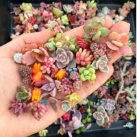 ราคา กุหลาบหิน ไม้อวบน้ำ แคคตัส กระบองเพชร คละลายถูกที่สุด100 เมล็ดปลูกง่ายโตไว ดอกไม้จริง ต้นบอนไซ พันธุ์ดอกไม้ ดอกไม้ปลูกสวยๆ ปลูกง่าย คุณภาพดี ราคาถูก ของแท้ 100 อัตรางอกสูง (23403497120)