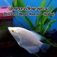 ราคา ปลาแรดเผือก Red Eye Giant Gourami Albino 1ตัว ปลาสวยงาม (24696219266)