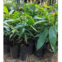 ราคา ต้นชะมวง ใบชะมวงใต้ 80ซม (1178002258)