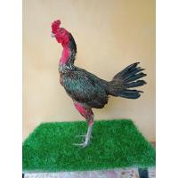 ราคา ไข่เชื้อสายพันธุ์ไก่เยียร์เลือด100 เป็นพม่ารำวงเป็นไก่สไตล์ม้าล่อสั้นออกเหลี่ยมและลีลา (23808217828)