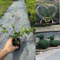 ราคา ต้น ชาดัด15 20cm ดัดรูปทรง ได้ตามใจชอบ นิยมทำไม้รั้วหรือ ไม้ประดับรูปต่างๆ เป็นต้น (24882965299)