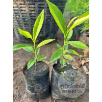 ราคา ต้นกฤษณา ชุด1040ต้น หรือไม้หอมกฤษณาสูง15ซม ขึ้นไป (21900383822)