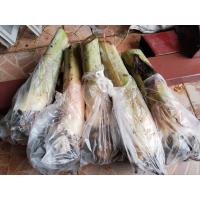 ราคา หน่อกล้วยน้ำว้ามะลิอ่อง หน่อใบดาบ จากสวนเกษตรโดยตรง หน่อสวย แข็งแรงสมบูรณ์ ชุด 5 10 หน่อ (24885036418)