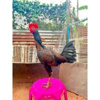 ราคา ไข่เชื้อพม่าเยียร์ 100 ไก่หงอนแจ้ ส มีสุวรรณ เป็นพม่ารำวงม้าล่อ (24494213696)