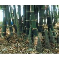 ราคา ไผ่ตงลืมแล้ง หรือไผ่กิมซุง Dendrocalamus asper Backer ต้นกล้าพร้อมจัดส่ง (3630536308)