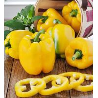 ราคา เมล็ดพริกหวานสีเหลือง Golden California Pepper 100 เมล็ด (22655448669)