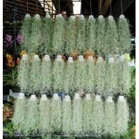 ราคา ต้นไม้จริง ต้นเคราฤาษี หรือ มอสสเปน กันฝุ่นดูดความชื้นในบ้าน พร้อมตระกร้าแขวน จำนวน 1 ต้น (789420191)