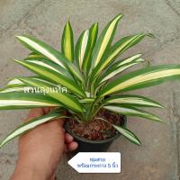 ราคา เศรษฐีเรือนแก้ว Mondo grass White lily turf ว่านเศรษฐีเรือนแก้ว ต้นไม้มงคล ต้นไม้ฟอกอากาศ สวนลุงแท็ค (19697022171)