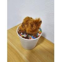 ราคา ไม้มงคล ไม้สายมู ว่านไก่ทอง เฟิร์น เสริมโชคลาภ เงินทองเสน่ห์ เมตตามหานิยม ส่งพร้อมกระถาง Golden Moss Chain Fern ว่านลูกไก่ทอง ว่านไก่ทอง ตระกูลเฟิร์น ว่าน ไม้มงคล ต้นไม้ให้โชค (21055073758)