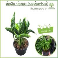 ราคา ต้นห่อเงินห่อทอง กอบเงินกอบทอง หรือพลูห่อทรัพย์ไม้มงคลเรียกทรัพย์ ไม้ฟอกอากาศเสริมโชคลาภ ส่งพร้อมกระถาง (17468119271)