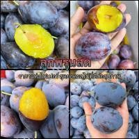 ราคา ลูกพรุนสด 500กรัม ราชาแห่งไฟเบอร์ สุดยอดผลไม้ที่ดีต่อสุขภาพ (20052491735)