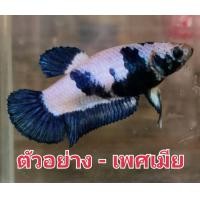 ราคา แม่พันธุ์ ปลากัด มาเบิ้ล เพศเมีย พร้อมผสม 1 ตัว มีประกัน (19728831138)