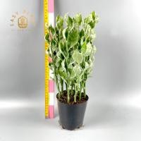 ราคา ต้นกวักเงินใบด่าง L กวักเงินกวักทอง ต้นไม้ฟอกอากาศ ต้นไม้มงคล เรียกทรัพย์ ประดับตกแต่งบ้านและสวน สวยงาม easyplant (16057763592)