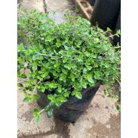 ราคา เลมอนไทม์ lemon thyme ถุง 4x8 (9367512893)