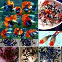 ราคา อาหารปลา สำหรับปลาสวยงามประจำอ่างบัว ตู้ไม้น้ำแบบคู่ ไซส์พร้อมผสม (24808773605)