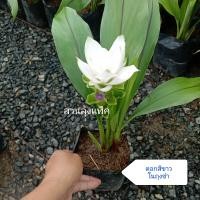 ราคา บัวสวรรค์ Siam Tulip ต้นกระเจียว ปทุมมา กระเจียว แดงอิมพีเรียล ดอกกระเจียว ต้นบัวสวรรค์ ไม้ดอก ต้นจริงพร้อมดอก สวนลุงแท็ค (19649678855)