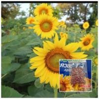 ราคา ขายถูก เมล็ดพันธุ์ทานตะวัน อะควาร่า6 150เมล็ด ปลูกโชว์สวยงาม ทนแล้ง ดอกใหญ่ โตเร็ว (1575574444)