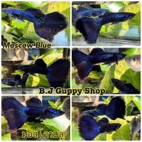 ราคา ปลาหางนกยูง สายพันธุ์ ยอดนิยมบ่อบัว ตู้ มีตัวเลือกในตัวสินค้า เลี้ยงง่ายโตไว พร้อม อาหารปลากินได้ทั้ง ปลาหางนกยูง ปลาสอด ปลาบอลลูน และ ปลาสวยงามทุกชนิด ฟรีทุกออเดอร์ (24952659897)