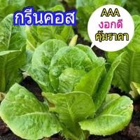 ราคา ผักสลัด กรีนคอส Green Cos อินทรีย์ งอกดี 50 เมล็ด AAAพร้อมคำแนะนำการเพาะเมล็ด ผักสวนครัว ราคาประหยัด ส่งไวจากกรุงเทพ (421102032)