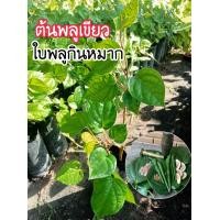 ราคา ต้นพลูเขียวกินหมากชุด2ต้น89บาทคัดต้นสวยๆพร้อมปลูก (20816969297)