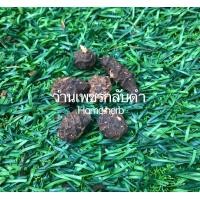 ราคา ว่านเพชรกลับดำ ขายเป็นหัว ป้องกัน คุ้มครอง แคล้วคลาดปลอดภัย (10396071716)