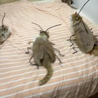 ราคา FORDER ชุดอุปกรณ์แต่งตัว ชุดแมวกับแมลงสาบ สำหรับเล่นในบ้าน ทำเอง ของเล่นคอสเพลย์ ตลก ของใช้สัตว์เลี้ยง ของเล่นแมว (24632860242)