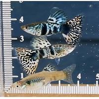 ราคา อาหารปลาหางนกยุงบลูเทล เกรดA คู่ผู้เมีย albino blue tail guppy สายท้อปวิว ฟูโกล dumbo red tail guppy full red อาหารปลา koiguppy ส่งไวใน24ชั่วโมง ส่งด่วน (24758713691)