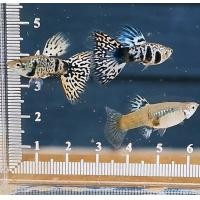ราคา อาหารปลาหางนกยุงเยลโล่ไทเกอร์คิงคอบราเกรดA คู่ผู้เมีย yellow tigerking cobra guppy สายท้อปวิว ฟูโกล อาหารปลา koiguppy ส่งไวใน24ชั่วโมง (24531961433)