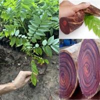 ราคา ต้น พะยุงไม้ฮวงหัวลี่ พะยุงจีน 30cm ไม้ป่าเศรษกิจ สีสวย โตไว มีตลาดรองรับ เนื้อไม้ราคาสูงสุดในตลาดโลก เพราะ แปลรูปได้หลากหลาย (24965638121)