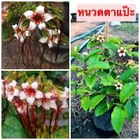 ราคา ต้นหนวดตาแป๊ะ ไม้ไทยหายาก ดอกสวยและแปลก บางคนเรียกว่าเคราฤาษี (19084676851)