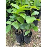 ราคา ต้นกล้วยเห็นหรือต้นอีเห็น ชุด4ต้น85บาท พร้อมส่งครับ (21518210321)