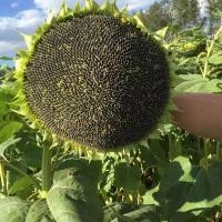 ราคา เมล็ดทานตะวันยักษ์สำหรับปลูก เก็บเกี่ยวเมล็ดกินได้ สวยงามดอกสีส้มเข้ม 100 เมล็ดต่อชุด ดอกใหญ่12 20cm รับประกันการงอก (24785619764)