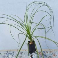 ราคา ต้นแซ่ม้า แส้ม้าหัวโต หัวใหญ่ขนาด 4 5 ซม ใบเรียวยาวสวย (16822920938)