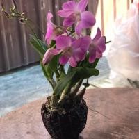 ราคา Home garden กล้วยไม้หวายแคระ กระถางหวานขนาด3นิ้ว (5213436865)