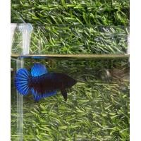 ราคา ยอดฮิต ปลากัด หม้อ มาเล ดุคมไว หนังดี สายกัด (23830387343)