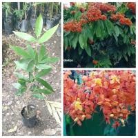 ราคา ต้นอโศกน้ำ Asoka ต้นส้มสุก ให้ร่มเงา ดอกสวย สรรพคุณเพียบ ชุด 2 ต้น (22516734711)