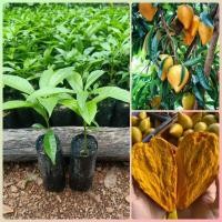 ราคา ต้นเซียนท้อ ชุด 2 ต้น ม่อนไข่ ละมุดอินเดีย ผลไม้มากชื่อ รูปทรงสวยแปลก ผลไม้มงคล มีวิตามินซีสูง เม็ดเล็กเนื้อแน่นสีเหลืองสวย รสชาติ หอม หวาน มัน อร่อย ขนาดของต้นกล้าสูง 15 40 ซม แบบเพาะเมล็ด (169503415