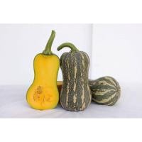 ราคา เมล็ดพันธุ์ ฟักทอง บัตเตอร์นัท Butternut Pumpkin Seed บรรจุ 3 10 เมล็ด บัตเตอร์นัทดัมเบล ถุงทอง บัตเตอร์นัทสวีท (22366835788)