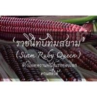 ราคา เมล็ดพันธุ์ ข้าวโพดทานดิบราชินีทับทิมสยาม Siam Ruby Queen สีม่วงเข้ม ฝักใหญ่ ทานดิบได้ เป็นที่ต้องการของตลาด ซองละ 50 เมล็ด (7427975240)