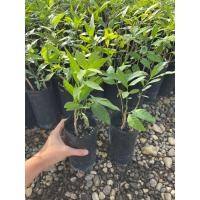 ราคา ต้นกล้าผักหวานป่า ต้นละ 50 บาท (16570334167)