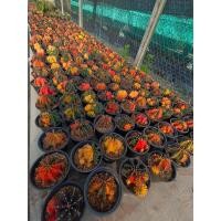 ราคา ้ยิมโนคาไลเซียม แม่พันธุ์ ต้นใหญ่ สีสดใส Gymnocalycium (24831218256)