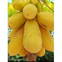 ราคา เมล็ดพันธุ์มะละกอ พันธุ์สีเหลืองทอง อัตตราการงอก90 ขึ้นไป (22720575836)