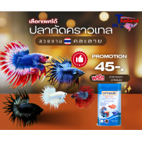 ราคา ปลากัดคราวเทล โตเต็มวัย หางมงกุฏ เลือกเพศได้ คละสี รับประกันการจัดส่ง ปลากัดคราวน์เทล หรือ ปลากัดหางมงกุฎ Crowntail betta (24781832164)