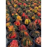 ราคา ยิมโนคาไลเซียมด่างต้นใหญ่กระถาง5นิ้ว ขนาดต้น7 12ซม มีสีกลายหลายสีต้นใหญ่ (24831163819)